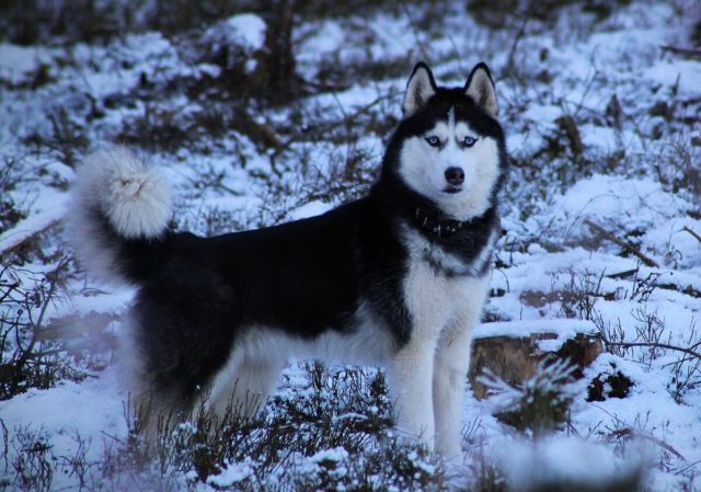 ТОП-30 впечатляющих русских пород собак