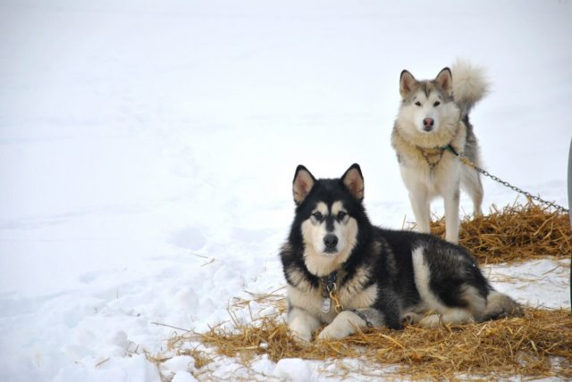 ТОП-30 впечатляющих русских пород собак
