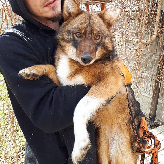 ТОП-30 впечатляющих русских пород собак