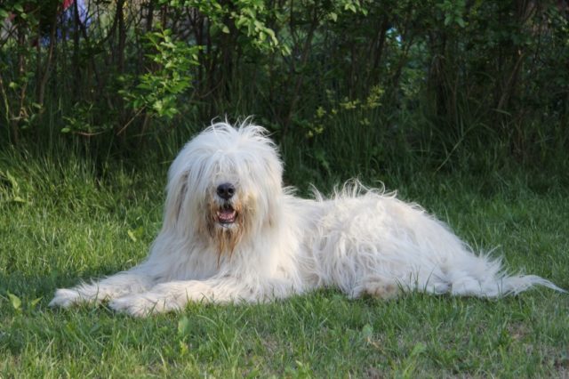 ТОП-30 впечатляющих русских пород собак