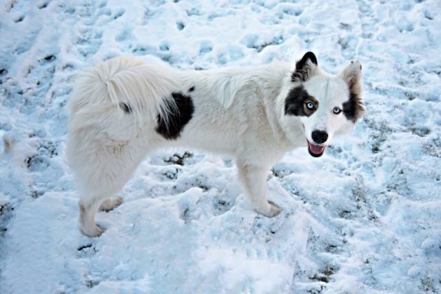 ТОП-30 впечатляющих русских пород собак