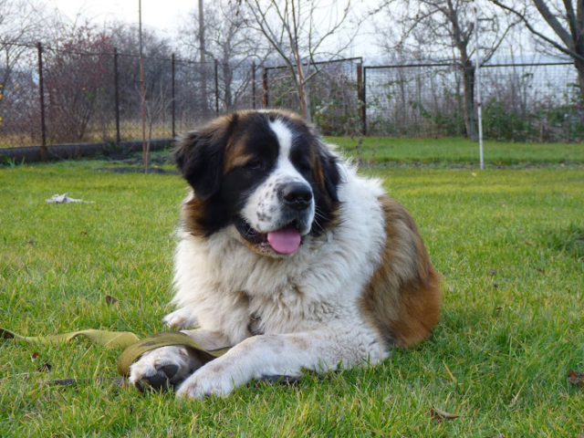 ТОП-30 впечатляющих русских пород собак