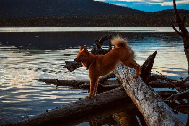 ТОП-30 впечатляющих русских пород собак