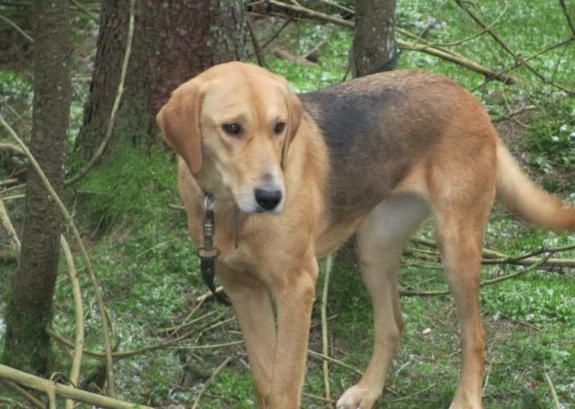 ТОП-30 впечатляющих русских пород собак