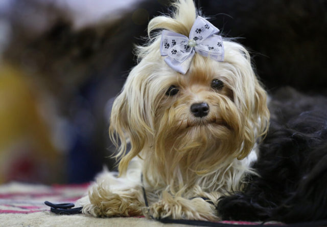 ТОП-30 впечатляющих русских пород собак