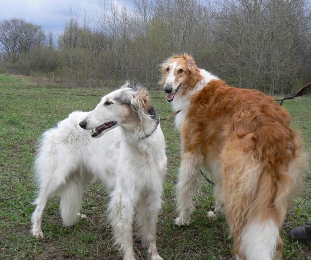 ТОП-30 впечатляющих русских пород собак