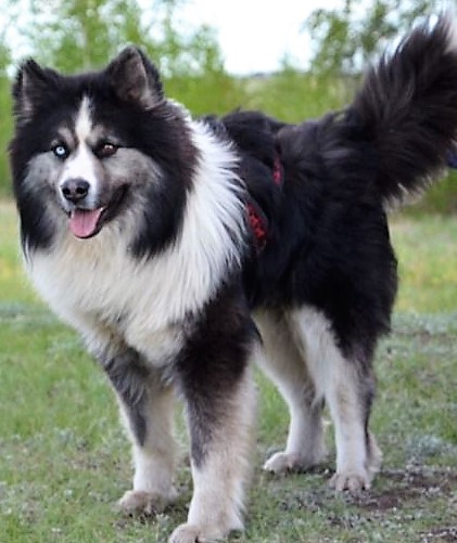 ТОП-30 впечатляющих русских пород собак