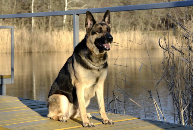 ТОП-30 впечатляющих русских пород собак
