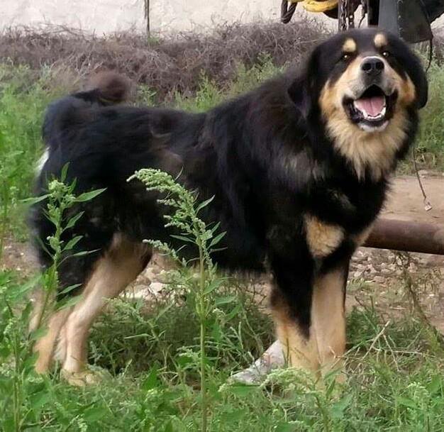 ТОП-30 впечатляющих русских пород собак