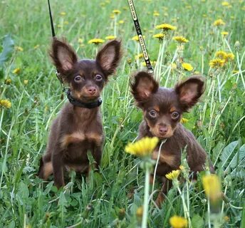 ТОП-30 впечатляющих русских пород собак