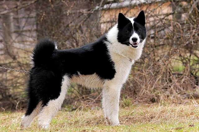 ТОП-30 впечатляющих русских пород собак