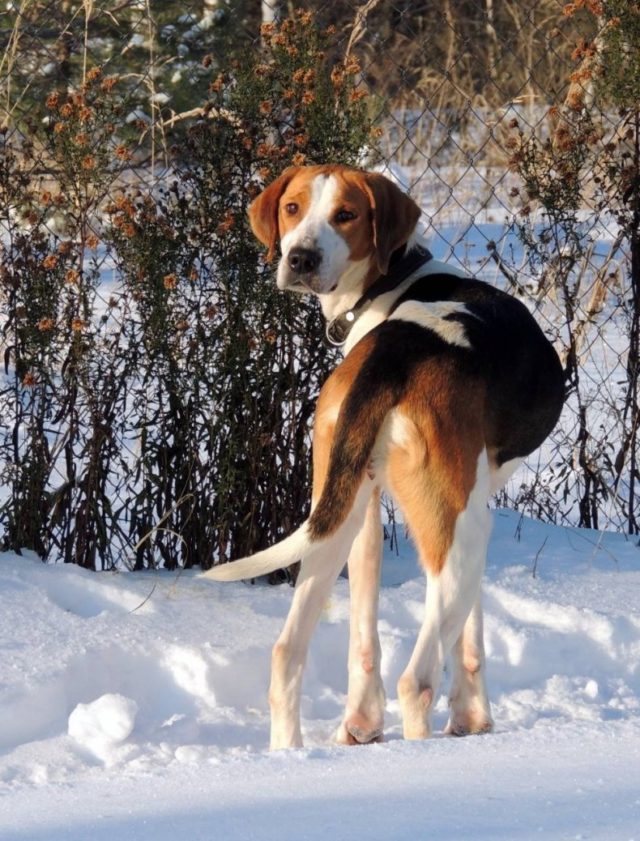 ТОП-30 впечатляющих русских пород собак