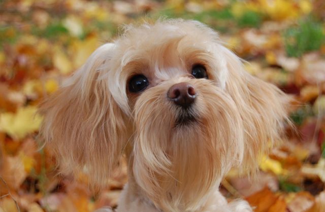 ТОП-30 впечатляющих русских пород собак