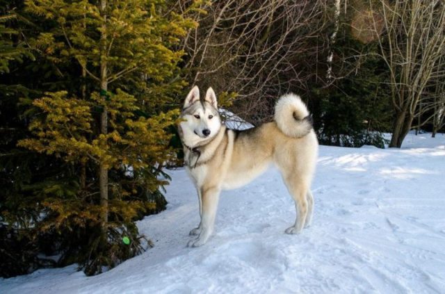 ТОП-30 впечатляющих русских пород собак