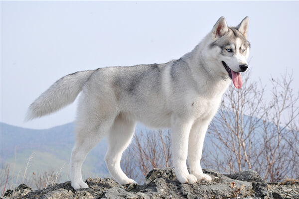 ТОП-30 впечатляющих русских пород собак