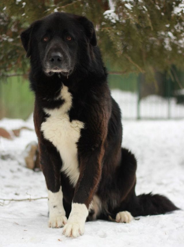 ТОП-30 впечатляющих русских пород собак