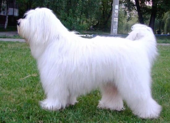 Южнорусская овчарка Южнорусская овчарка