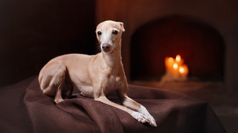 Левретка (Малая Итальянская борзая, Итальянский грейхаунд)