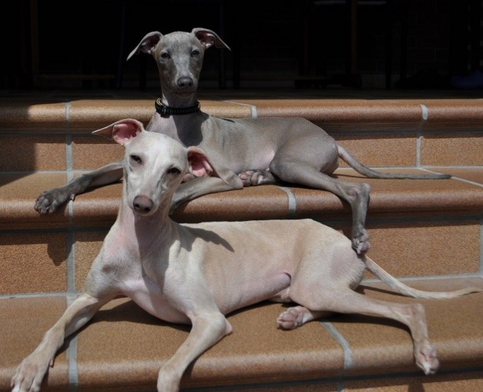 Левретка (Малая Итальянская борзая, Итальянский грейхаунд)