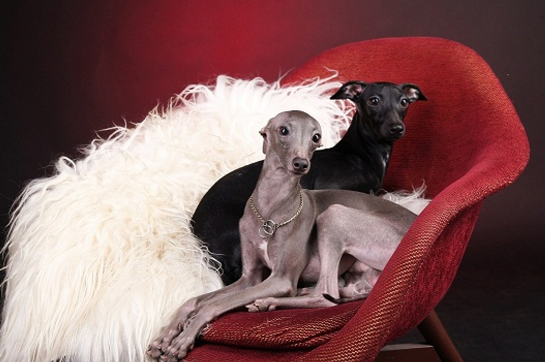 Левретка (Малая Итальянская борзая, Итальянский грейхаунд)