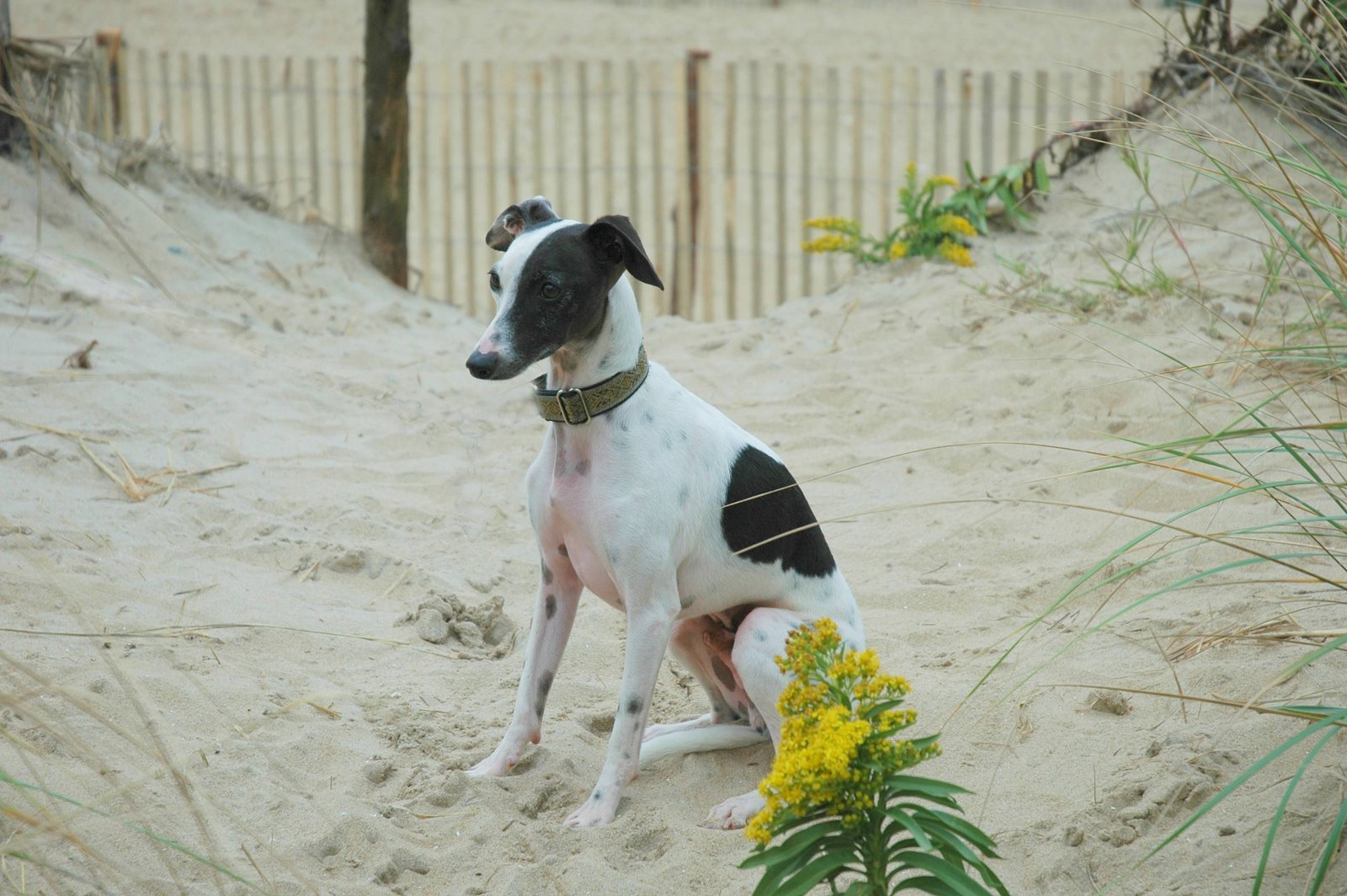 Левретка (Малая Итальянская борзая, Итальянский грейхаунд)