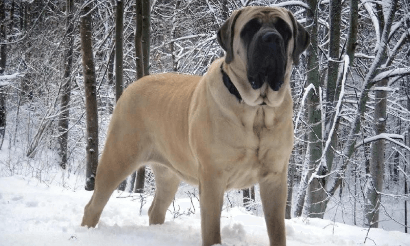 Английский мастиф