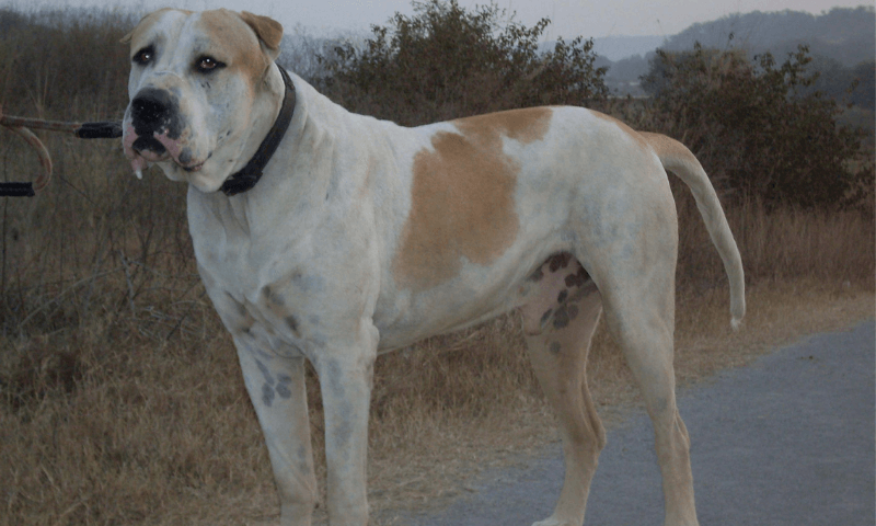 Булли Кутта