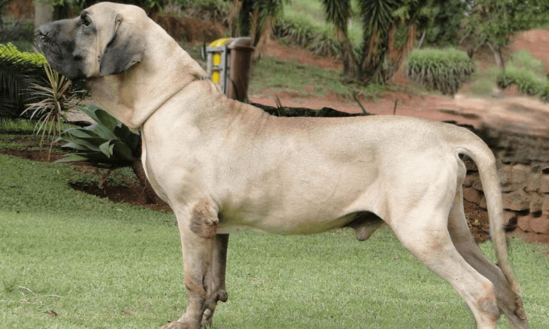 Фила бразилейро