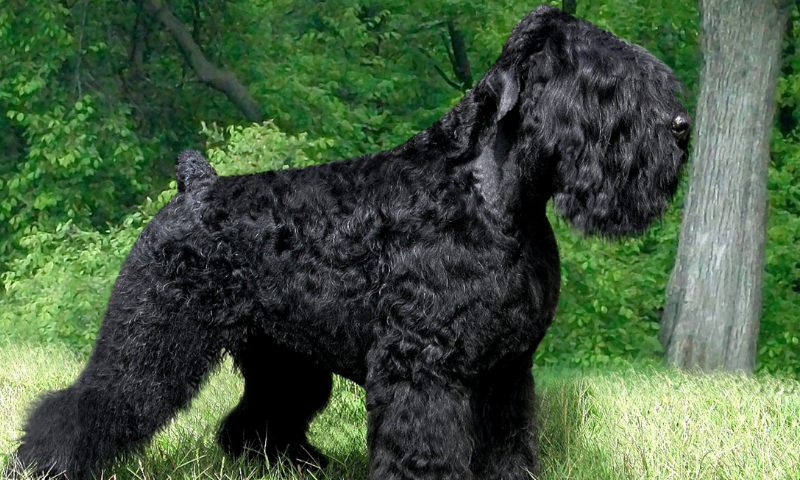 Русский черный терьер