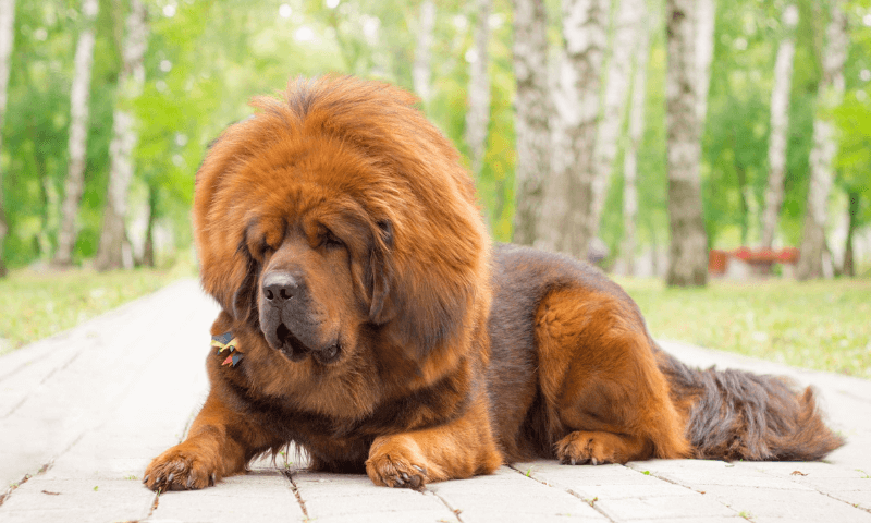 Тибетский мастиф