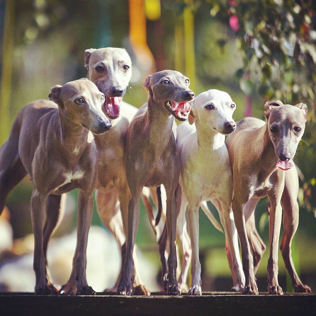 Левретка (Малая Итальянская борзая, Итальянский грейхаунд)