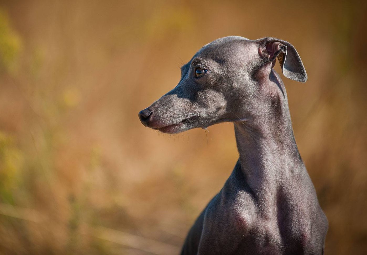 Левретка (Малая Итальянская борзая, Итальянский грейхаунд)