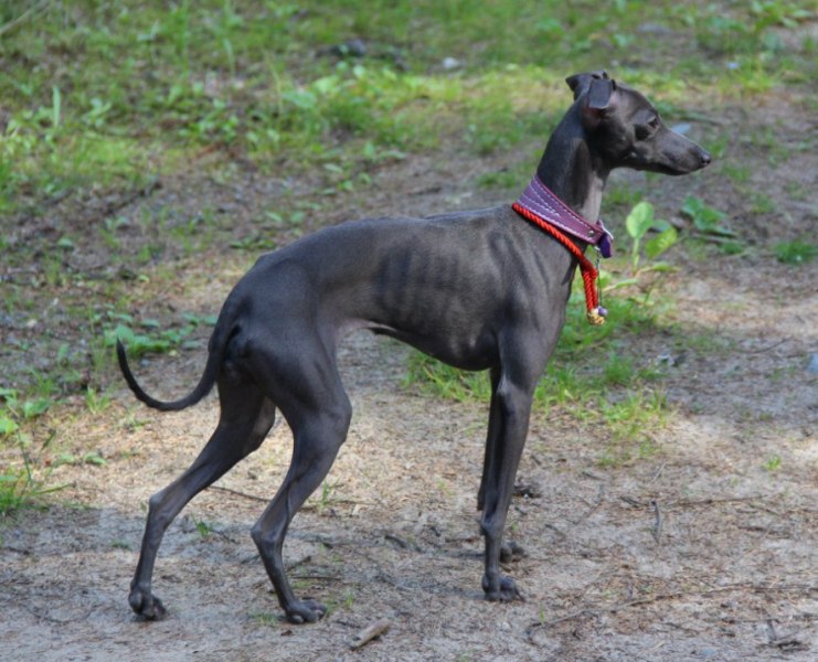 Левретка (Малая Итальянская борзая, Итальянский грейхаунд)