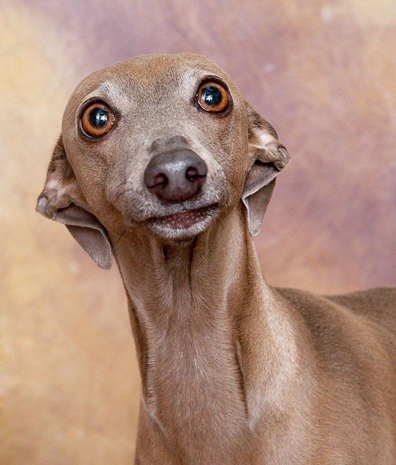 Левретка (Малая Итальянская борзая, Итальянский грейхаунд)