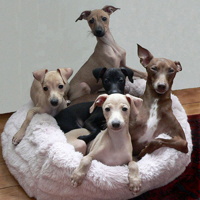 Левретка (Малая Итальянская борзая, Итальянский грейхаунд)