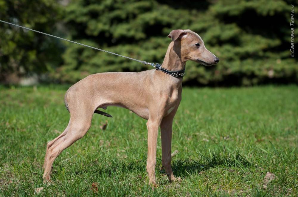 Левретка (Малая Итальянская борзая, Итальянский грейхаунд)