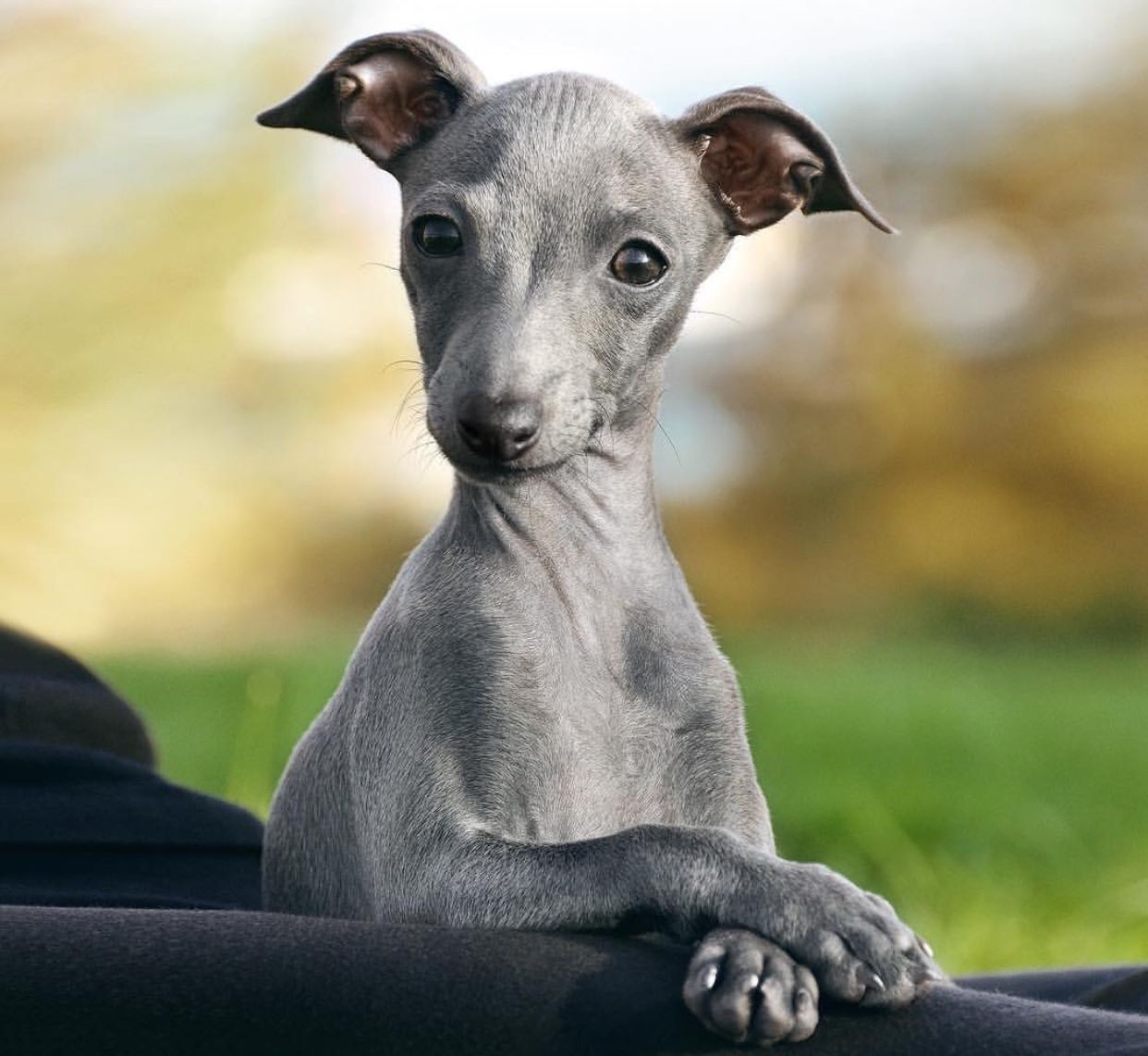 Левретка (Малая Итальянская борзая, Итальянский грейхаунд)