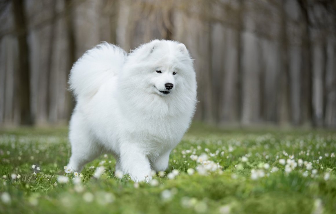 ТОП-20 собак, похожих на медведя (20 фото): большие, маленькие, пушистые породы