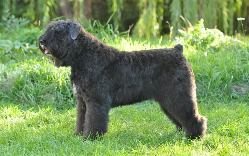 ТОП-20 собак, похожих на медведя (20 фото): большие, маленькие, пушистые породы