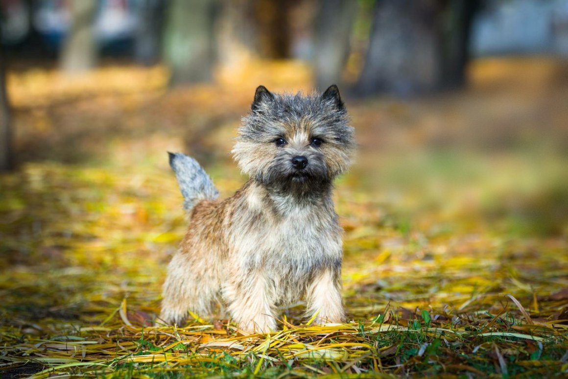 ТОП-20 собак, похожих на медведя (20 фото): большие, маленькие, пушистые породы