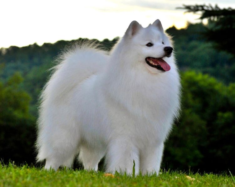 Американская эскимосская собака Американская эскимосская собака