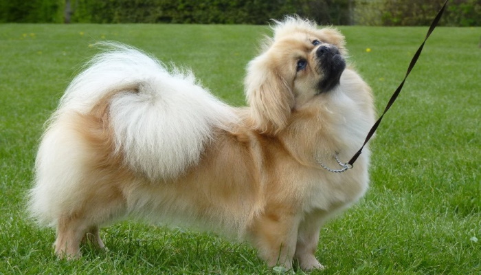 Тибетский спаниель