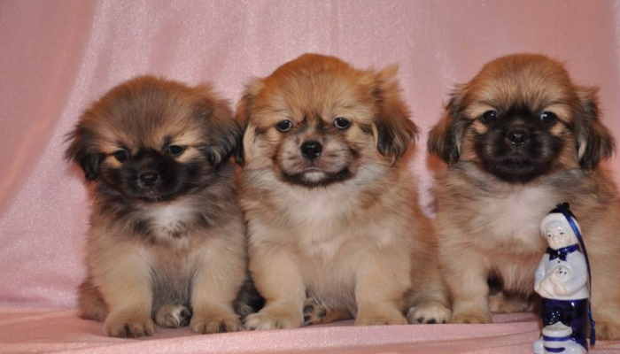 Тибетский спаниель