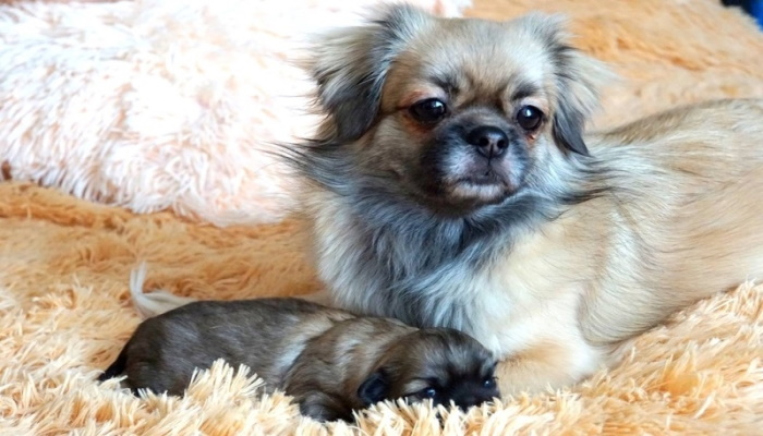 Тибетский спаниель