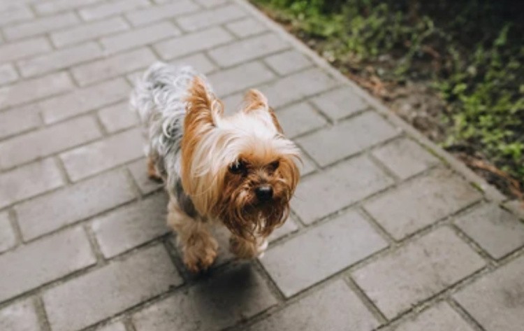 Сколько живут йорки, продолжительности жизни мини и микро