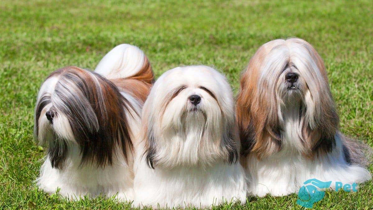 Интересные факты лхаса апсо Интересные факты лхаса апсо