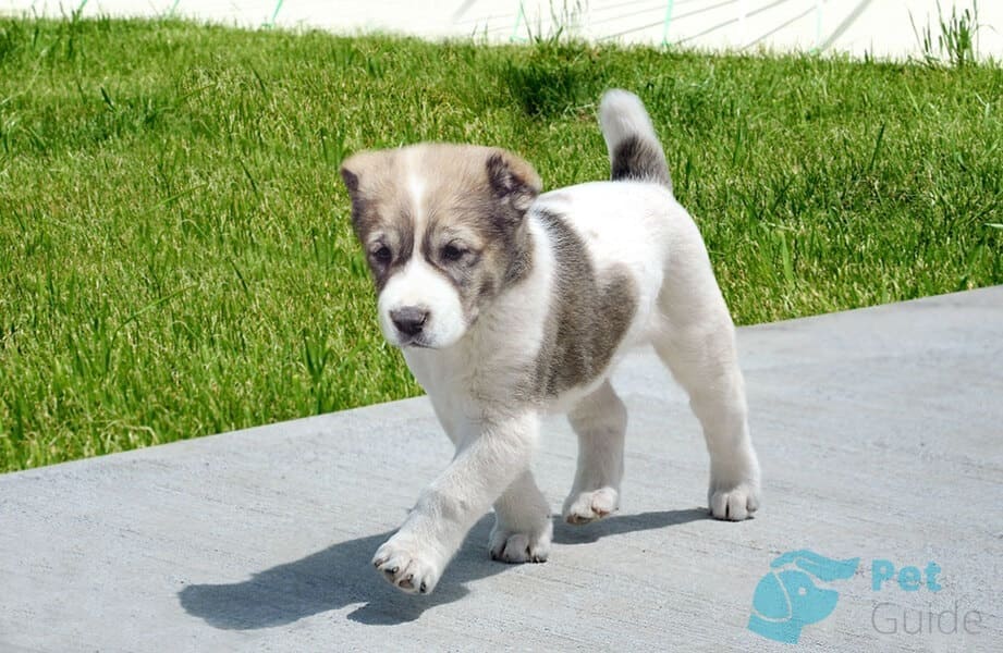 Как выбрать хорошего щенка алабая? Как выбрать хорошего щенка алабая