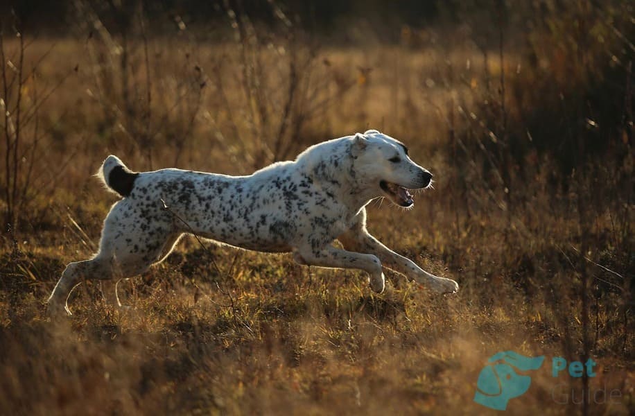 Лапы и тело алабая Лапы и тело алабая