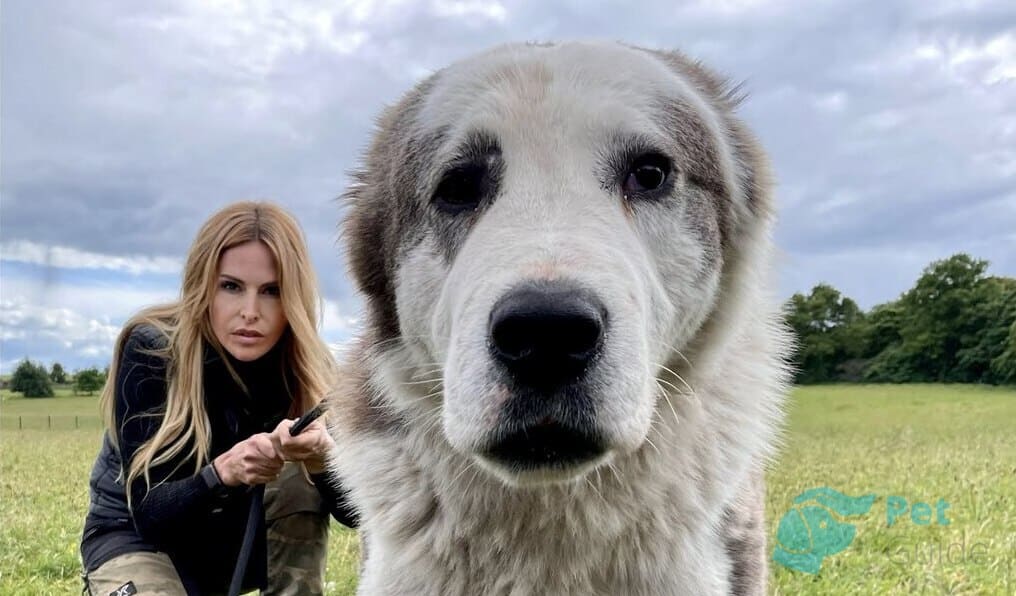 Морда и глаза алабая Морда и глаза алабая