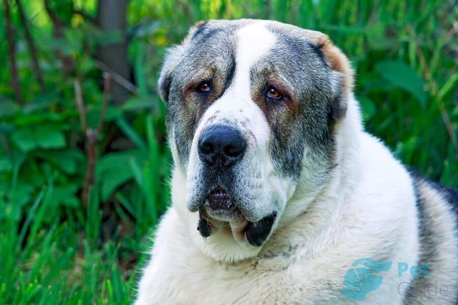 Шерсть и окрас собаки алабая Шерсть и окрас собаки алабая